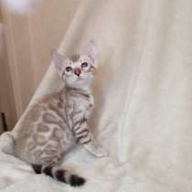 Snow Bengal cat, в г.Милан