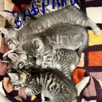 Котята в добрые руки, в Иркутске
