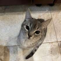 котенок, в Раменское