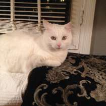 Милка, 5 лет, стерилизована.Milka. Female 5 ans, stérilisée, в г.Париж