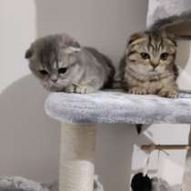 Предлагаю котята scottish Fold, в г.Нант