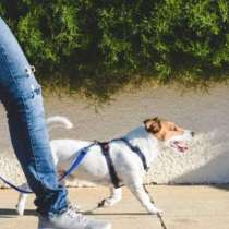 Go for a walk dogs, в г.Нюрнберг