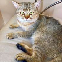 Scottish Straight golden black shaded, в г.Стамбул