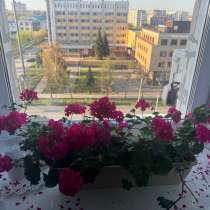 Пеларгония фуксия, в Омске