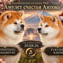 Питомник Акита ину, в Москве