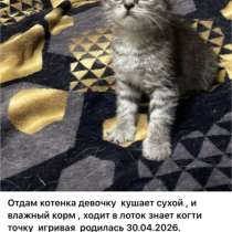 Котята, в Сургуте