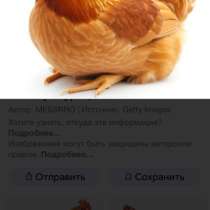 Домашние куриные яйца, в Анапе