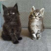 Mainecoon from Russia, в г.Texas City