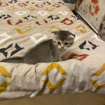 Шотландский вислоухий котёнок, в Самаре