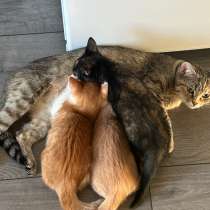 Отдам рыжего котенка ?‍⬛, в Воронеже