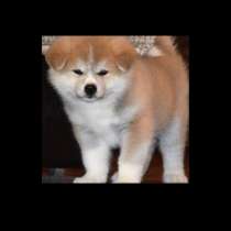 Akita-inu, в г.Париж