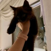 Котята, в Рязани