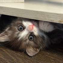 Котёнок Сноу-шу, в Казани