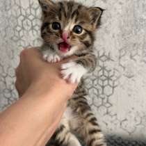 Котёнок в добрые руки, в Благовещенске