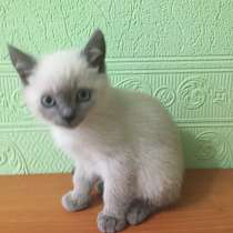 Продам котят, в Салехарде
