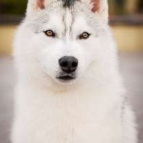 PUPPIES SIBERIAN HUSKY, в г.Мильтон