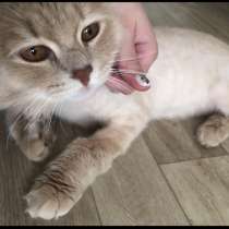Отдам кота в добрые руки, в Сургуте