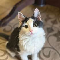 Котенок в добрые руки, в Брянске