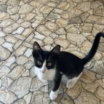 Котята, в Краснодаре