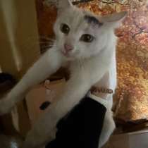 Домашнее кошки, в Уфе