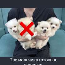 Шпиц, в Тамбове