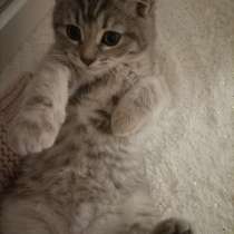 Котенку 2 месяца лорд, в г.Alluyes