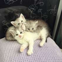Котята в добрые руки, в Кашире