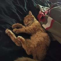 Отдам рыжего котика (3,5 месяца), в Туле
