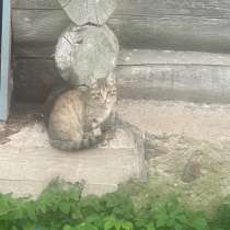 Котята, в Санкт-Петербурге