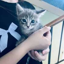 Отдадим котенка в хорошие руки!, в Ижевске
