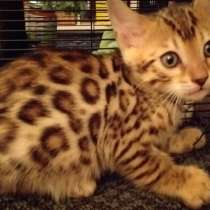 Бенгальские кошечки, в г.Нюрнберг