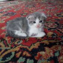 Котёнок в хорошие руки, в Липецке