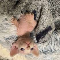 Котенок Минскин- Бамбино, в Нижнекамске