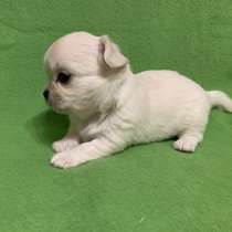 Chihuahua, в г.Лион