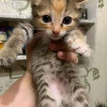 Отдаю даром двухмесячных котят, в Омске