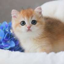 British golden and silver kittens, в г.New York Mills