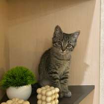 Котенок в добрые руки, в Благовещенске