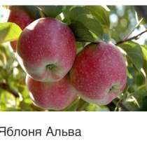 Саженцы плодовых ягодных и декоративных культур, в Балашове