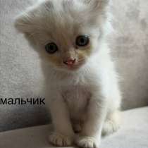 Котята, в Краснодаре