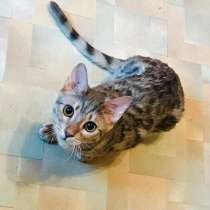 Bengal kitten, в г.Майами