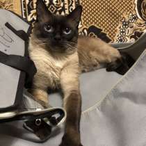 Продам сиамских котят, в г.Умань