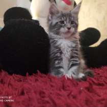 Котята мэйкунята, в Гатчине