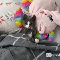 Котенок русский голубой, в Казани