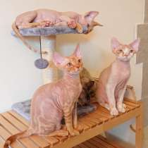Котята DEVON REX, в г.Хайфа