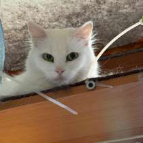 Отдаю котов бесплатно!, в Мытищи