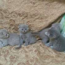 Продам котят, в г.Мариуполь