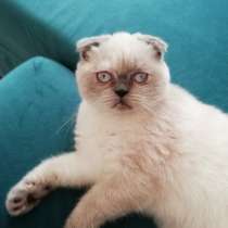 Scottish fold blue point, в г.Стамбул