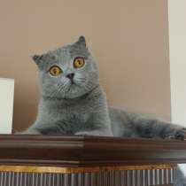 Котик ищет девочку, в г.Щецин