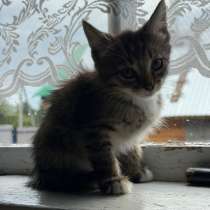 Котята, в Йошкар-Оле