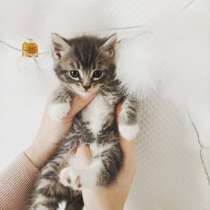 Chaton âgé de 2, в г.Тулуза